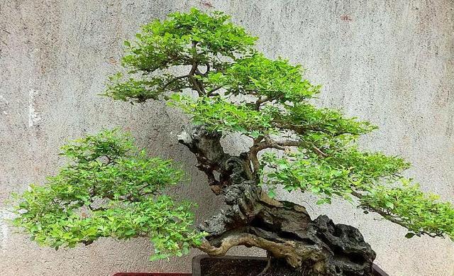 山里常见的野生树木火狐电竞很多人不在意其实浑身是宝有人高价收购(图4)