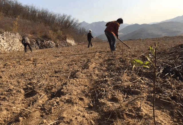 反转中国绿化效果真被低估了西南就约占陆火狐电竞地碳汇的315%(图3)