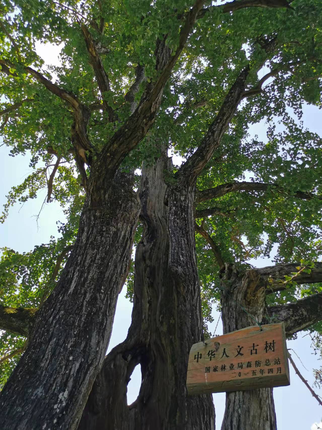 火狐电竞收编16种树种类型 《黔东南州“十佳”系列树种推荐名录》发布(图1)