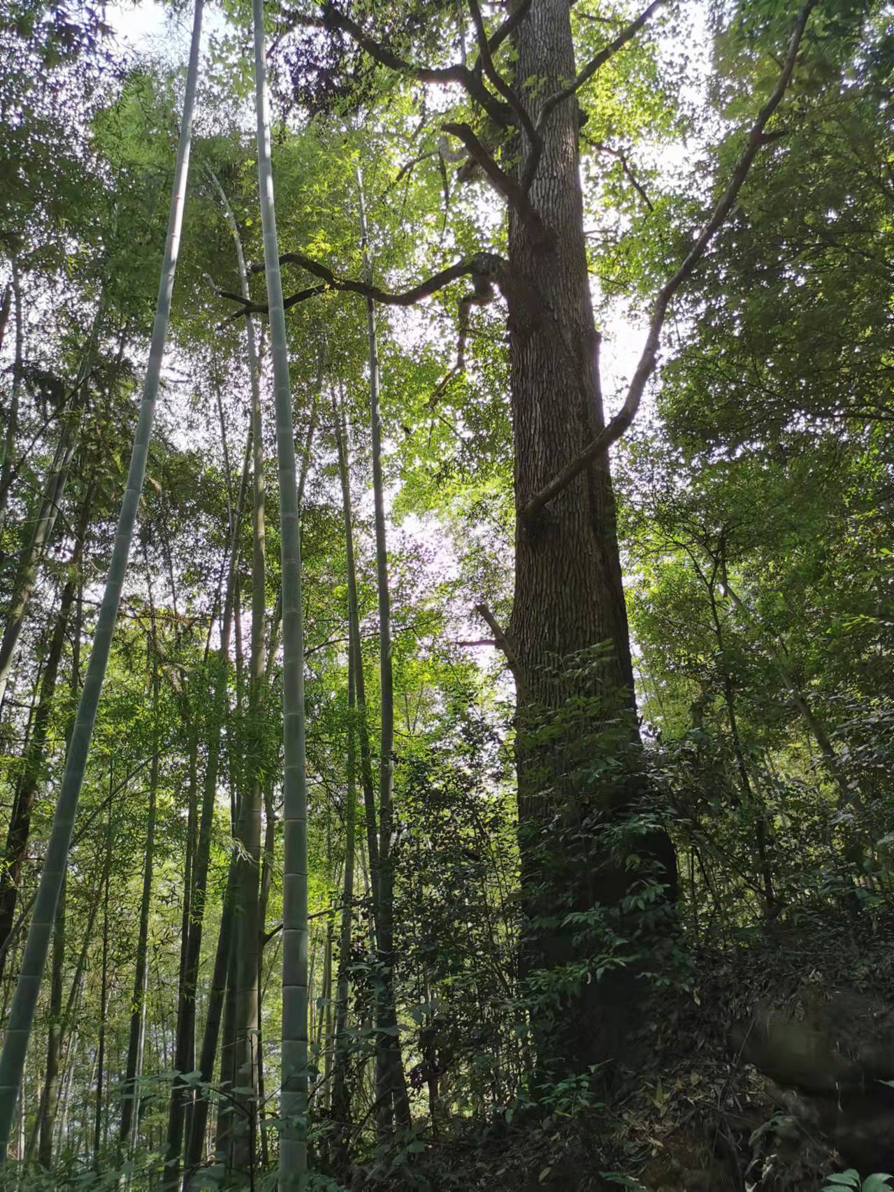 火狐电竞收编16种树种类型 《黔东南州“十佳”系列树种推荐名录》发布(图2)