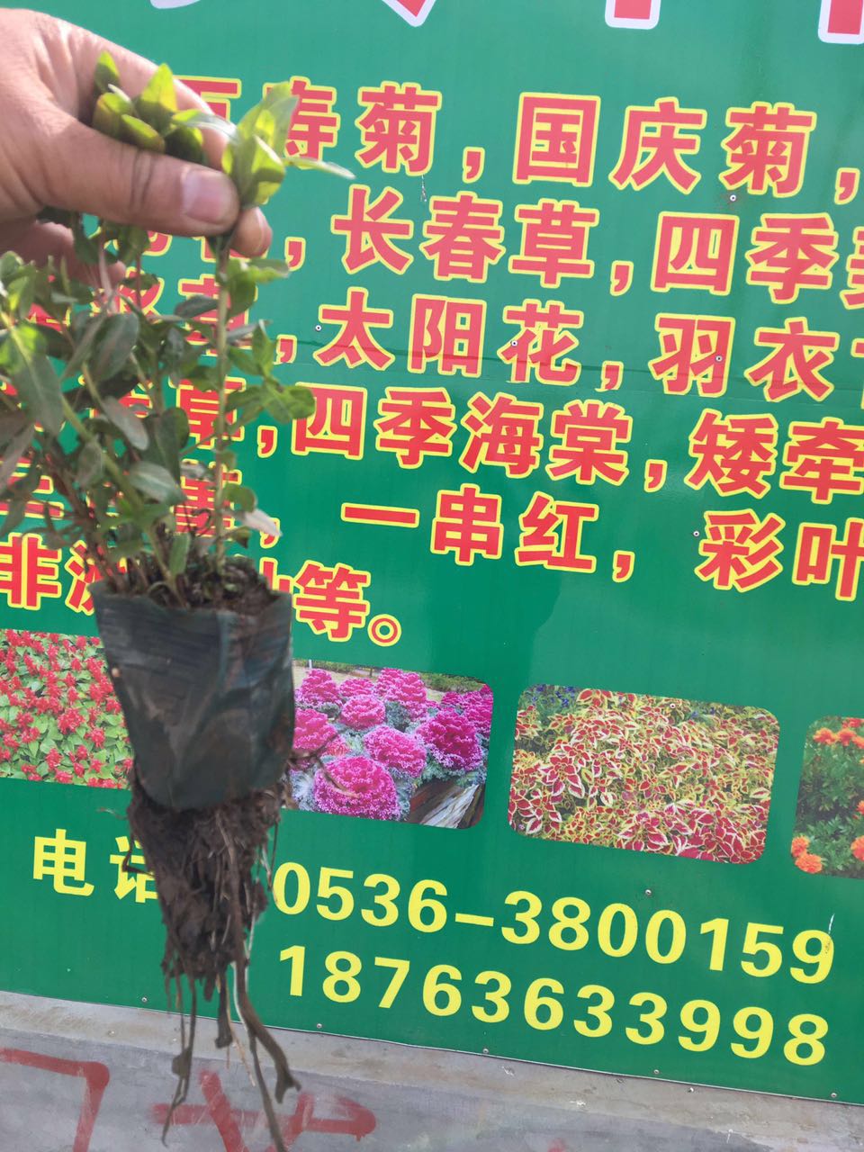 火狐电竞全国各地绿化苗木100多个品种(图1)
