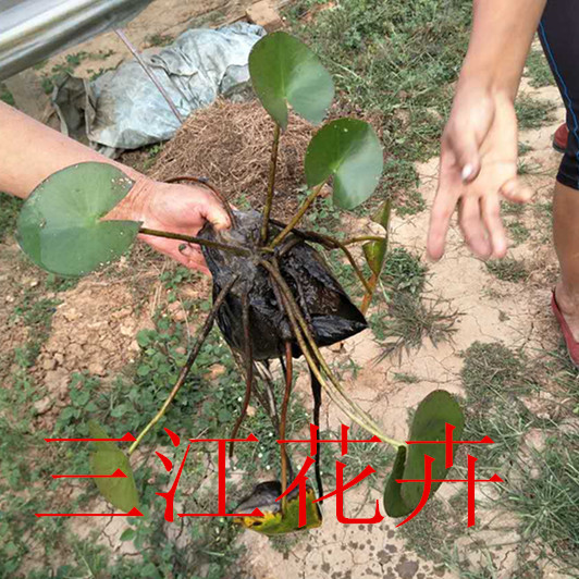 火狐电竞绿化苗木生产基地(图1)