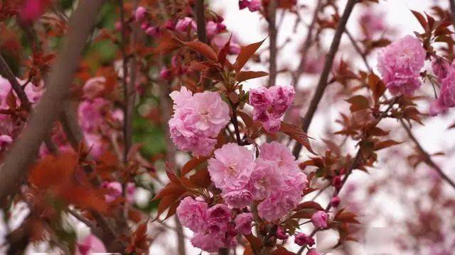 火狐电竞贵州平塘｜打造花卉苗木基地 美丽乡村提“颜”增“值”(图1)