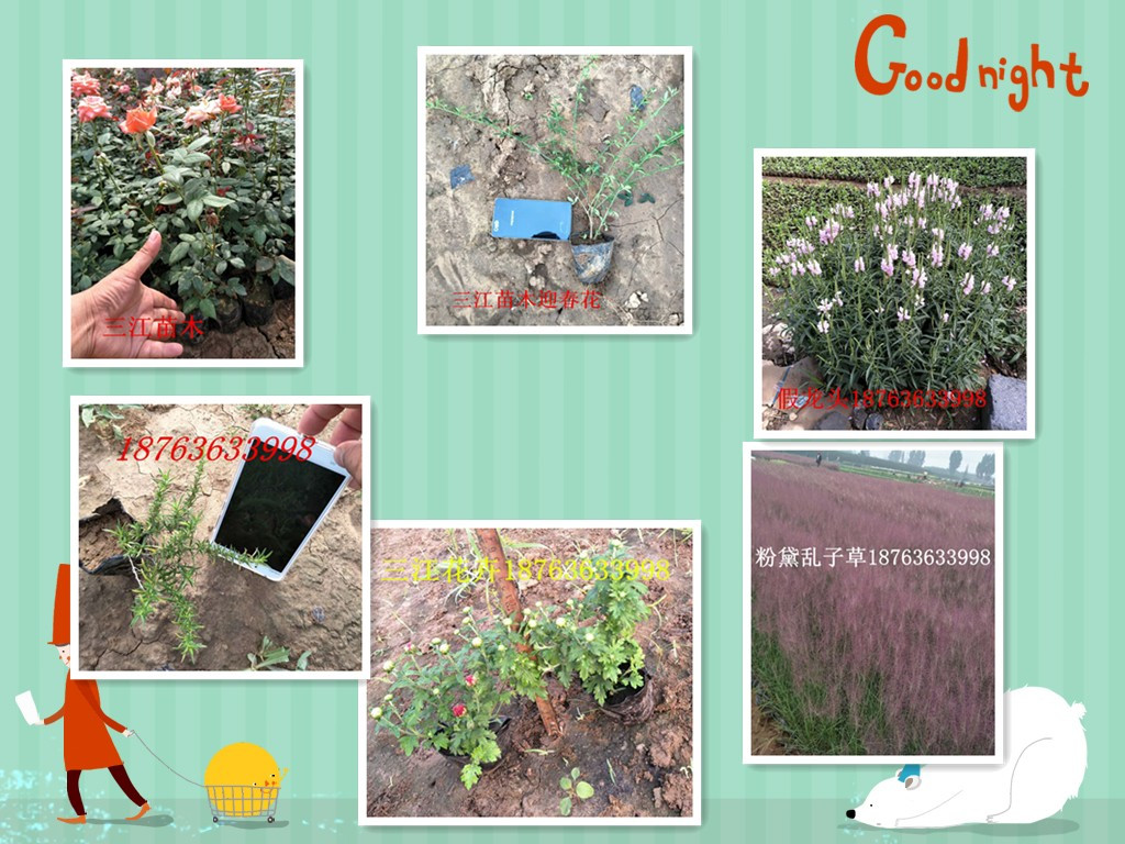 绿化苗木苗圃基地火狐电竞(图1)