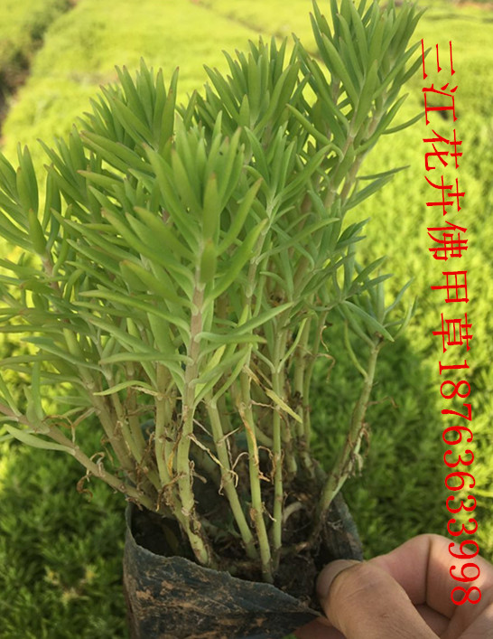 火狐电竞周边精品绿化苗木基地(图1)