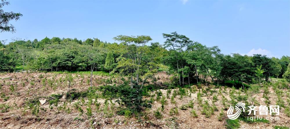 枣庄薛城加强林业生态修复 厚植绿色发展底色火狐电竞(图1)