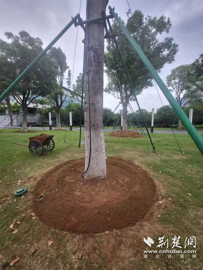 火狐电竞东湖高新区加强精细化养护管理 提升城市之美(图1)