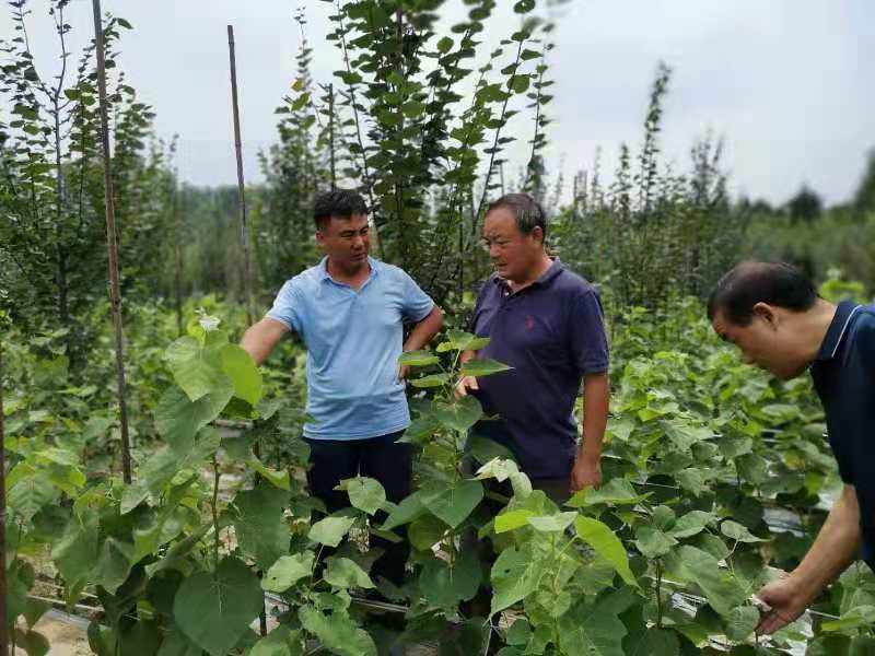 火狐电竞抗逆性强还易于养护的乡土树种不能总当配角(图2)