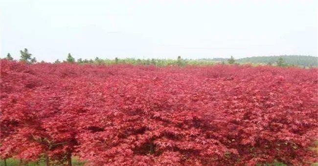 火狐电竞城市绿化、退耕还林都需要大量苗木如今农村种啥苗木会赚到钱呢？(图8)