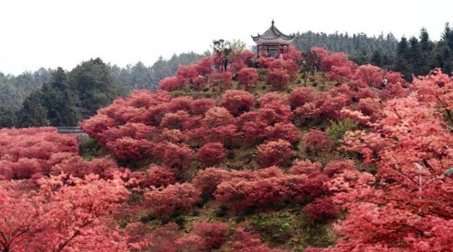 火狐电竞城市绿化、退耕还林都需要大量苗木如今农村种啥苗木会赚到钱呢？(图9)
