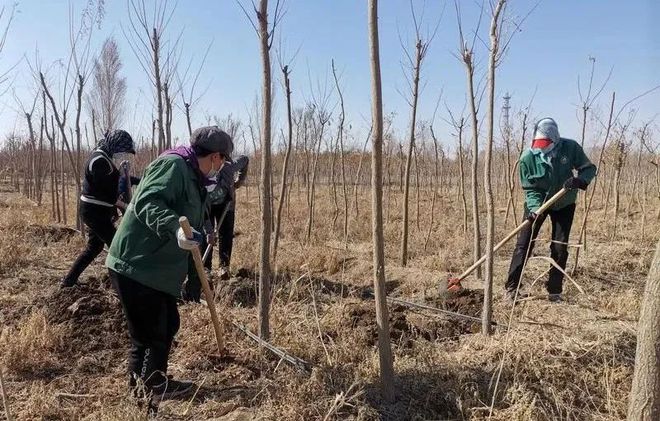 火狐电竞添绿正当时！哈密今年计划完成造林绿化22420亩(图2)