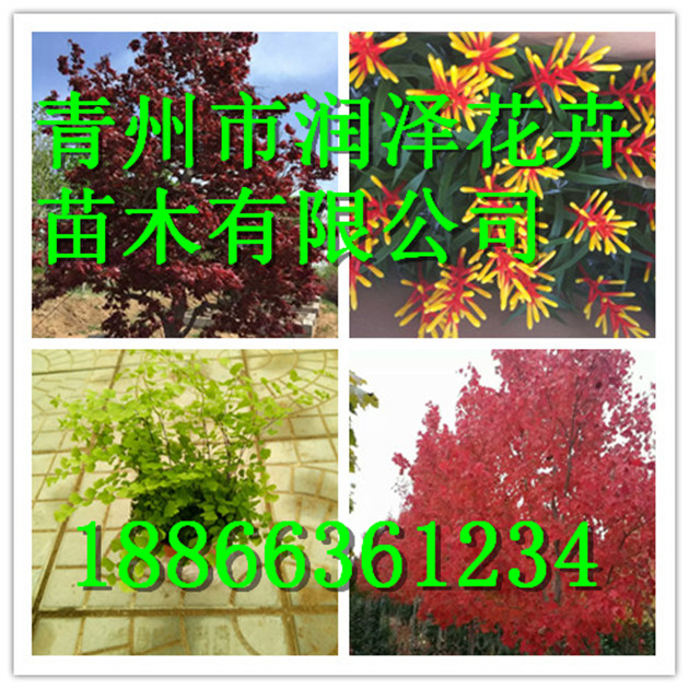 大型绿火狐电竞化苗木基地(图1)