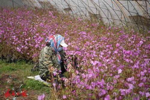 火狐电竞光辉园艺苗圃基地追肥浇水育新枝(图3)