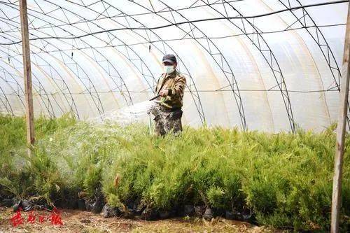 火狐电竞光辉园艺苗圃基地追肥浇水育新枝(图1)