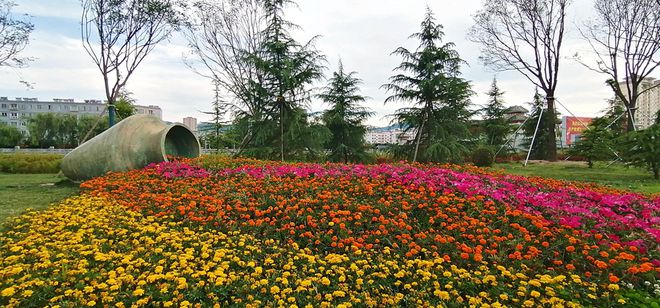 甘肃清水：构筑火狐电竞城市绿化最美风景线(图1)
