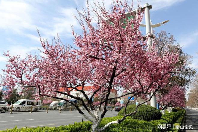 济南历下火狐电竞区全面提升道路景观绿化效果(图1) 济南历下火狐电竞区全面提升道路景观绿化效果(图1)