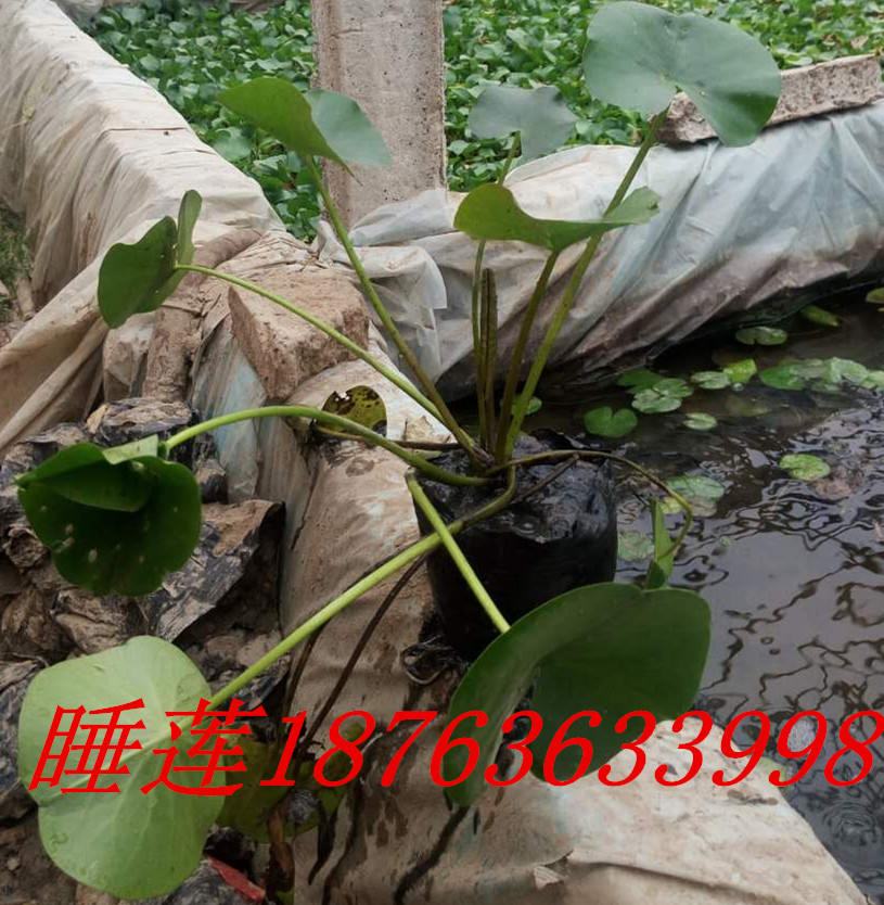 质量最好的新品种荒山绿化苗木火狐电竞(图2)