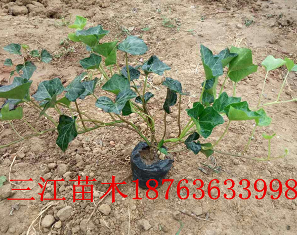 质量最好的新品种荒山绿化苗木火狐电竞(图1)
