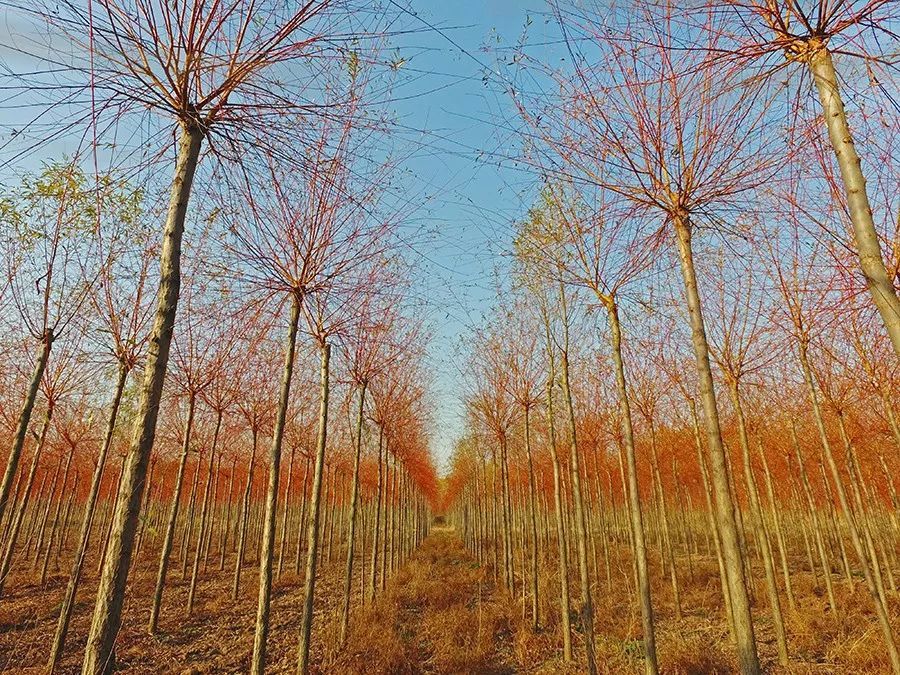 火狐电竞目前全国各地急缺的是这些苗木品种(图2)
