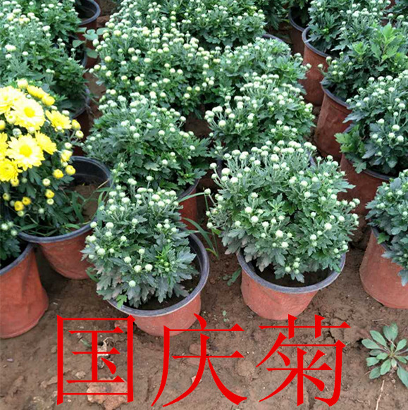 火狐电竞绿化苗木养护知识大全(图3)
