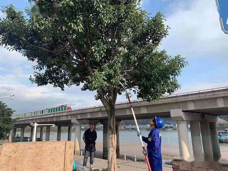 火狐电竞【不负春光再添新“绿”】温溪镇全面开展绿化养护工作(图2)