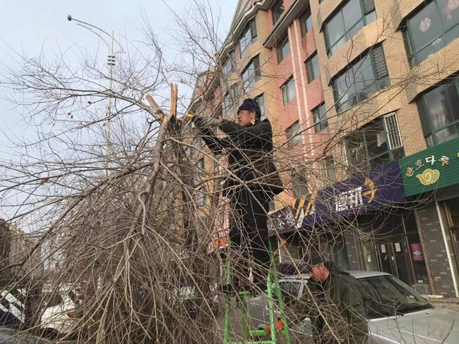 火狐电竞敦化市住建局加强春季绿化养护工作(图1)