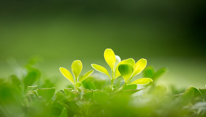 植火狐电竞树造林有什么重要意义 植树造林的重要意义(图3)