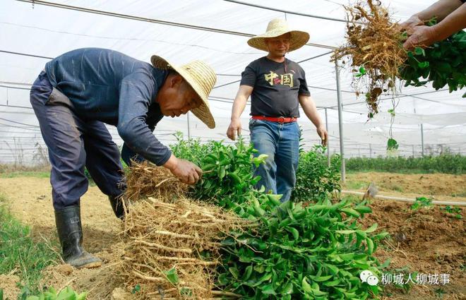 火狐电竞苗木走俏市场哪个苗木品种最受欢迎？(图6)