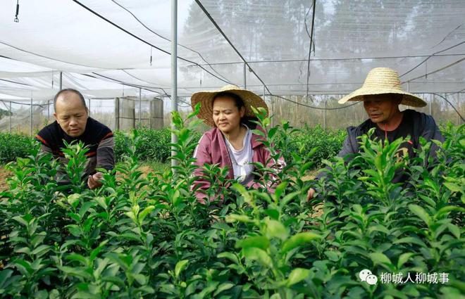 火狐电竞苗木走俏市场哪个苗木品种最受欢迎？(图3)