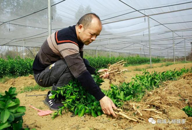 火狐电竞苗木走俏市场哪个苗木品种最受欢迎？(图4)