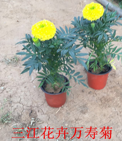 绿篱苗木1火狐电竞00多个品种(图1)