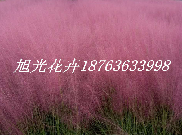 火狐电竞绿化苗木基地(图1)
