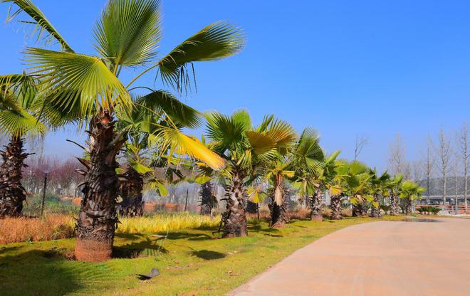 火狐电竞云南千亩立交区变身美丽公路苗圃基地(图2)