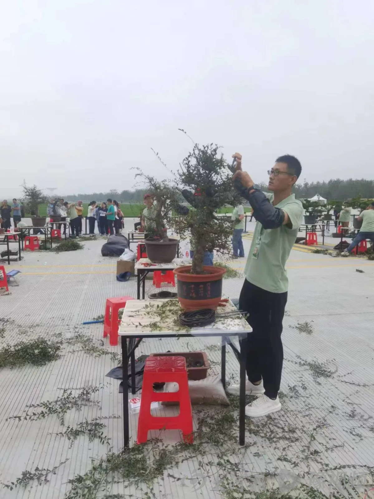 火狐电竞全国盆景界大牛在此！厂区绿化极具匠心的龙佰集团果然有高人(图6)