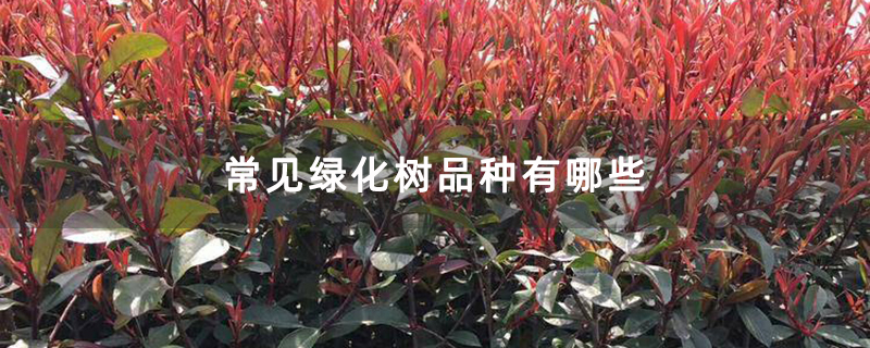 火狐电竞常见绿化树品种有哪些(图1)