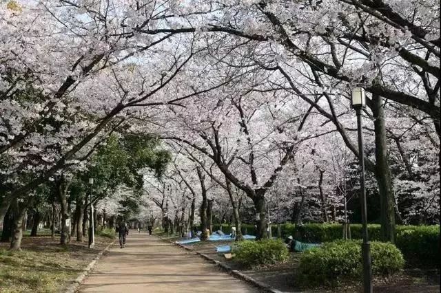 火狐电竞如何打造出优秀的绿道景观？这些案例就是范本！(图20)