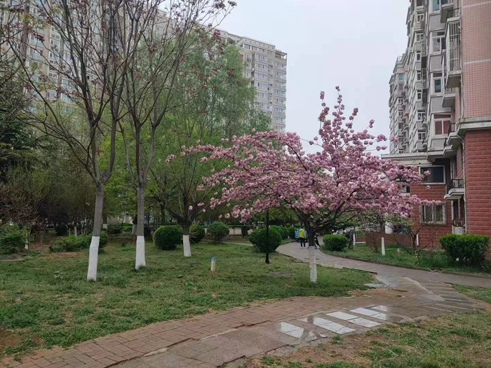 火狐电竞居住区、单位庭院如何绿化保护和管理？请济南市民收下这份明白纸(图2)