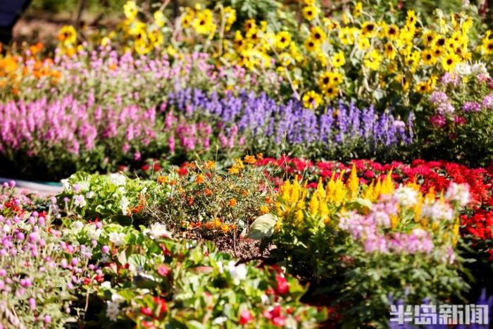 火狐电竞一步一景校中花园美如画(图2)