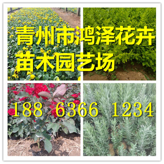 火狐电竞绿化苗木_供应信息_金农网(图1)