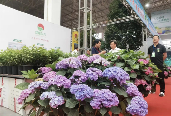 第十届黄河三角洲（滨州·惠民）绿化苗木博览会开幕火狐电竞(图1)