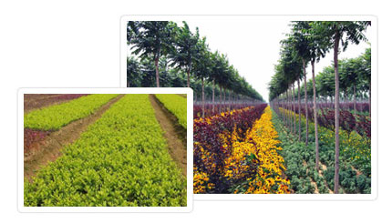 火狐电竞大型彩叶苗木_绿化苗木_草花种植基地-河北百盛(图1)