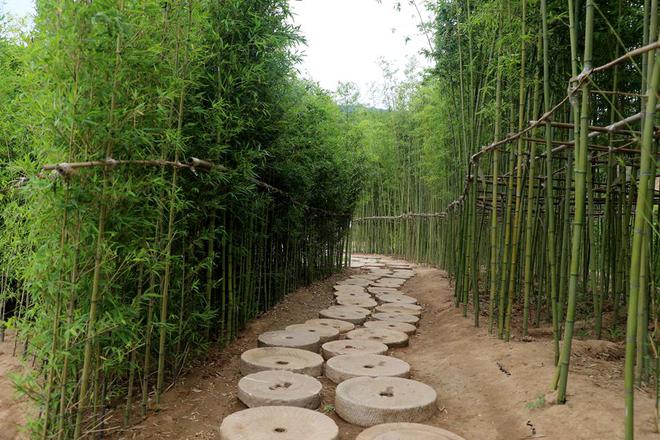 清水：绘就绿火狐电竞色画卷 打造生态花园(图)(图7)