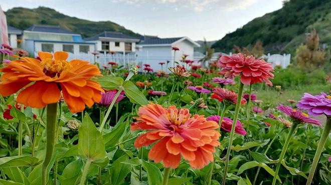 清水：绘就绿火狐电竞色画卷 打造生态花园(图)(图12)