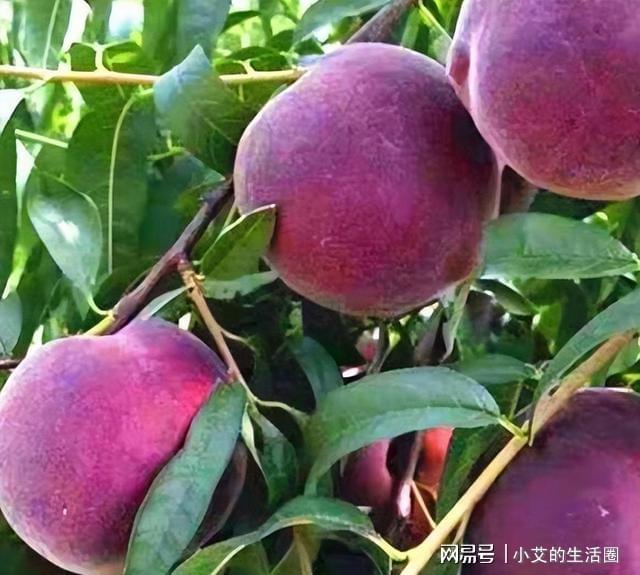 火狐电竞家中有空地此树种几棵营养价值高果子富含花青素(图4)