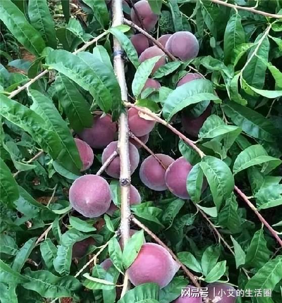 火狐电竞家中有空地此树种几棵营养价值高果子富含花青素(图5)