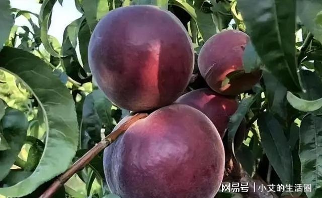 火狐电竞家中有空地此树种几棵营养价值高果子富含花青素(图3)