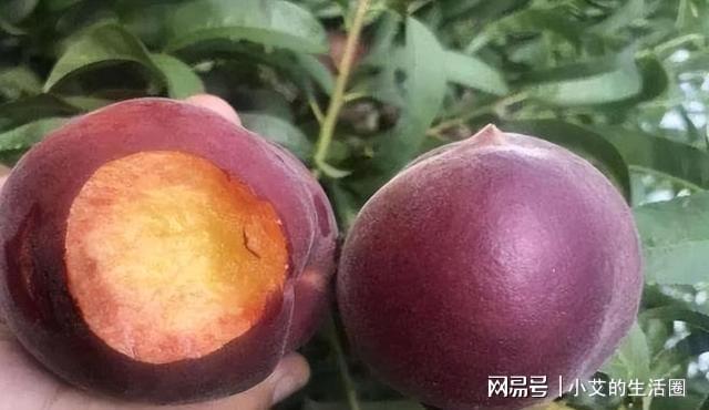 火狐电竞家中有空地此树种几棵营养价值高果子富含花青素(图2)