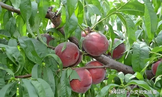 火狐电竞家中有空地此树种几棵营养价值高果子富含花青素(图6)