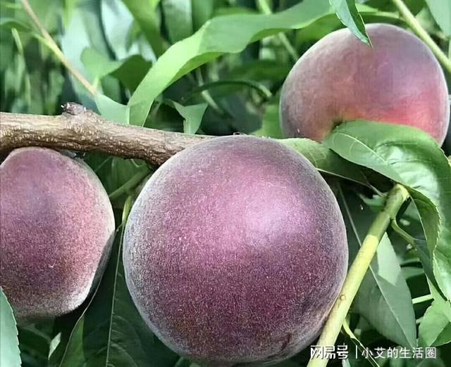 火狐电竞家中有空地此树种几棵营养价值高果子富含花青素(图8)