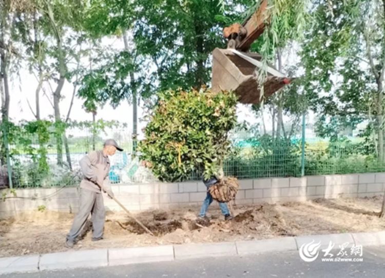 火狐电竞旧貌换新颜 胶州市三里河街道东祥路绿化带为城市添彩(图2)